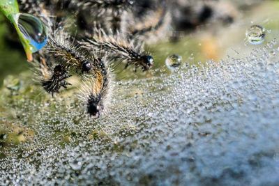 Close-up of spider