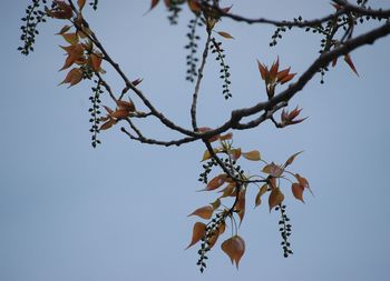 Low angle view of leaves on tree