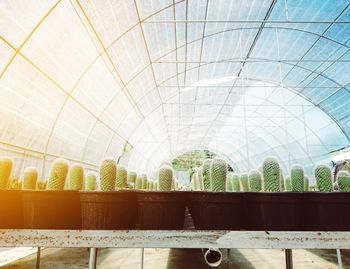 Low angle view of greenhouse