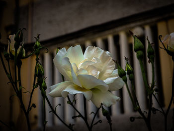 Close-up of white flowering plant