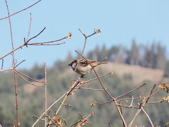 Bird perching on a tree