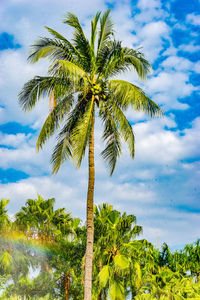 Palm tree against sky