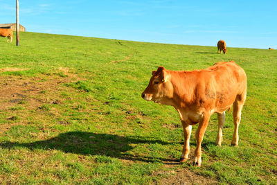 Horse grazing on field against sky