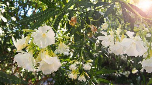 Close-up of white flowers blooming on tree