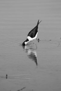 Side view of a bird in water