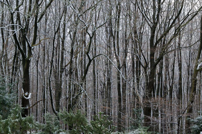 Bare trees in forest