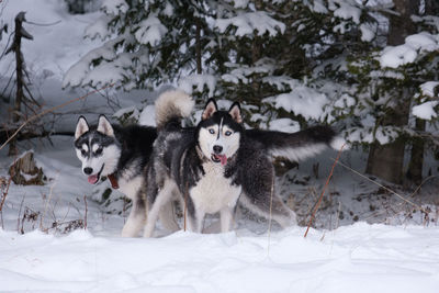 Dogs on snow covered land