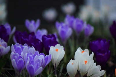 Close-up of purple crocus blooming outdoors