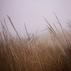 Wheat crop in field