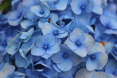 Close-up of blue hydrangea flowers