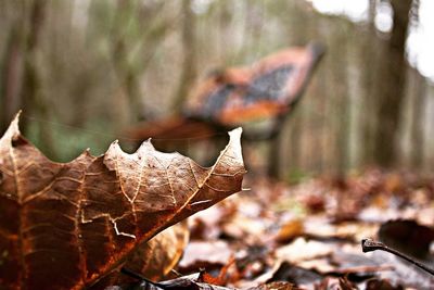 Close-up of fallen leaf in forest