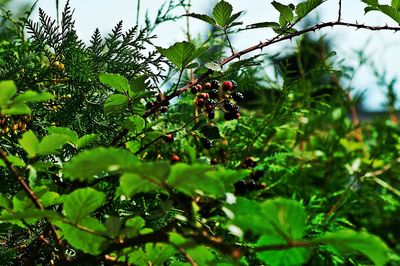 Close-up of fruits hanging on tree