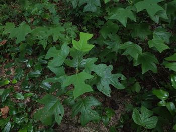 Full frame shot of green leaves