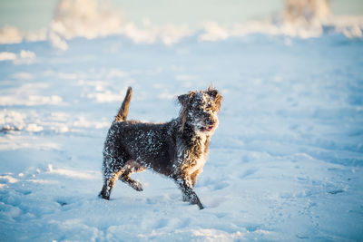 Dog running in snow