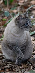 Close-up of a cat looking away
