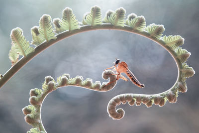 Robber fly on ferns