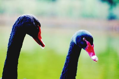 Close-up of black swans