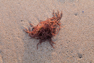 High angle view of starfish on beach