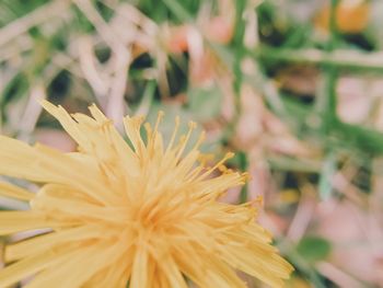 Close-up of flowers against blurred background