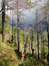 Rear view of people walking in forest