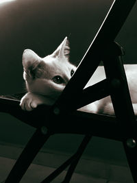 Close-up portrait of a cat