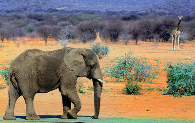 Side view of elephant on land