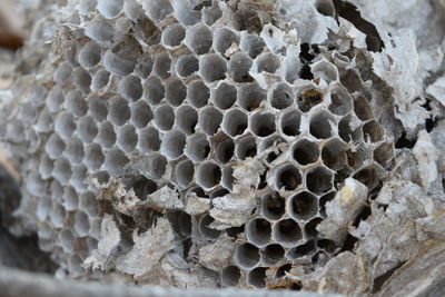 Close-up of beehive