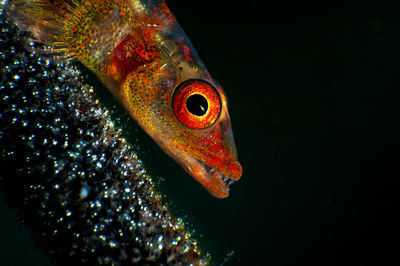 Close-up of fish swimming in aquarium