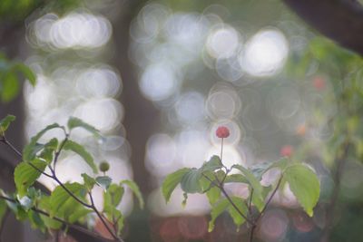 Close-up of white flowering plant