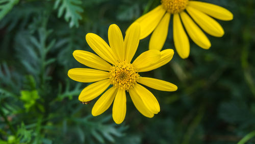 Close-up of yellow flower blooming outdoors