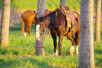 Horses standing in a field