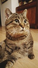 Close-up portrait of cat at home