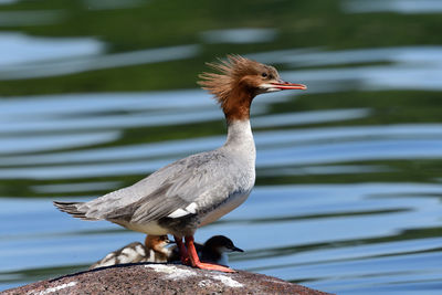 Close-up of bird perching on wood