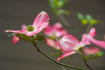 Close-up of pink flowering plant