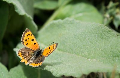 Butterfly on leaf