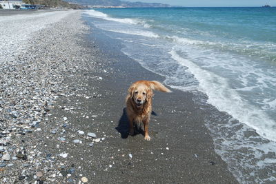 Portrait of golden retriever on beach