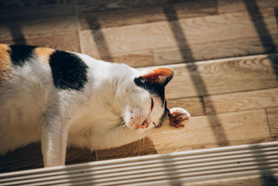High angle view of a cat looking away