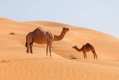 Two middle eastern camels in a desert in uae