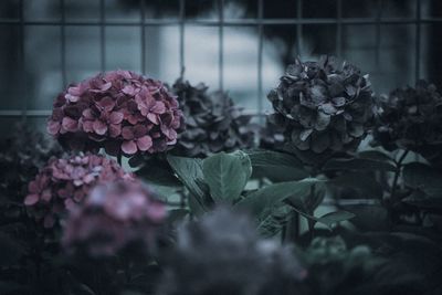 Close-up of purple hydrangea flowers