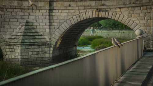 Pigeons perching on railing