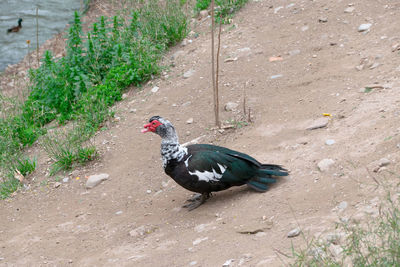 High angle view of bird on field