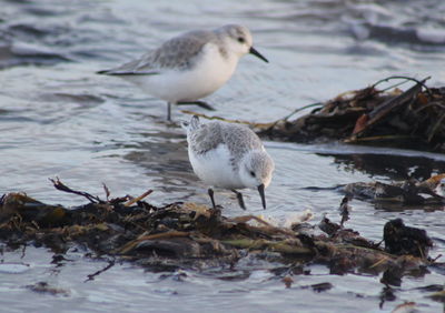 Bird perching on lake