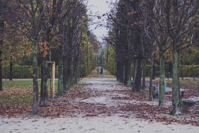 Road amidst trees during autumn