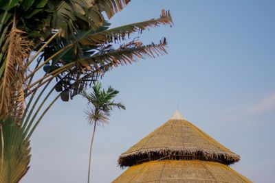 Low angle view of palm trees against sky