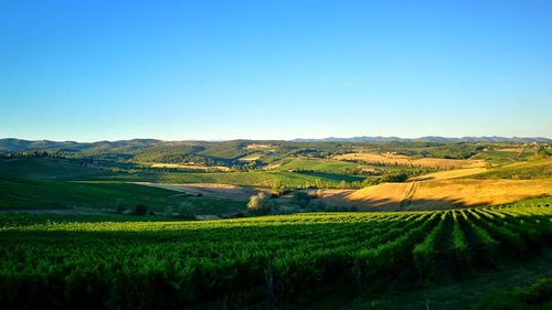 Scenic view of agricultural field against clear blue sky