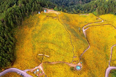 High angle view of road amidst trees