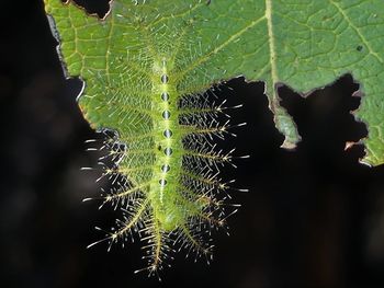 Close-up of spider web on plant