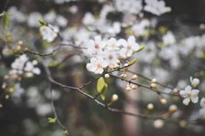 Close-up of white cherry blossoms in spring