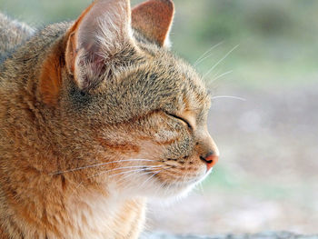 Close-up of a cat looking away