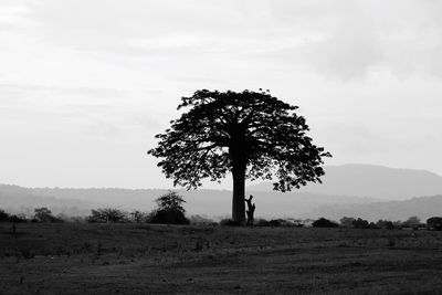 Silhouette tree on field against sky